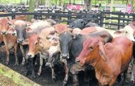 Colombia inicia proceso para exportación de carne bovina a EE.UU y Canadá