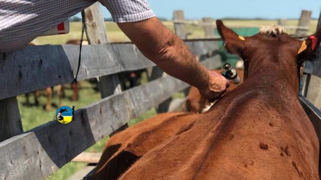 El segundo ciclo de vacunación contra fiebre aftosa cierra con cifras preliminares altas