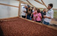 Gobierno del Cesar impulsa los procesos de calidad en la producción del cacao