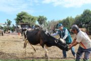 El ICA declara emergencia sanitaria en La Guajira por brote de carbunco bacteridiano, conocido como ántrax