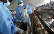 La OMS sube a 76 los casos de gripe aviar en humanos en 2024, pero mantiene la alerta baja
