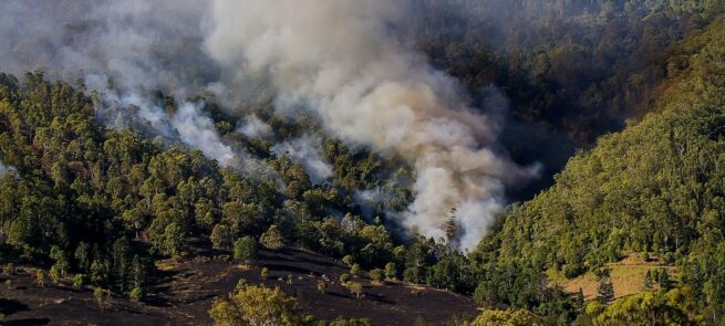 América registró incendios forestales especialmente intensos en 2024, según Copernicus