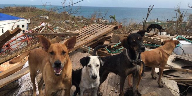Expedido protocolo para protección de mascotas y animales de compañía en situaciones de emergencia