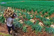 Gobierno y productores de cebolla, de la mano para fortalecer la producción nacional