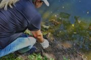 16 especies de fauna silvestre fueron liberadas por Corpocesar