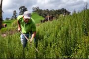 BanAgrario dispone de $ 12 billones para apoyar con crédito a emprendedores del agro y la economía popular en 2025