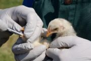 Tras un enero sin nuevos brotes de influenza aviar, Colombia está superando la emergencia por esta enfermedad