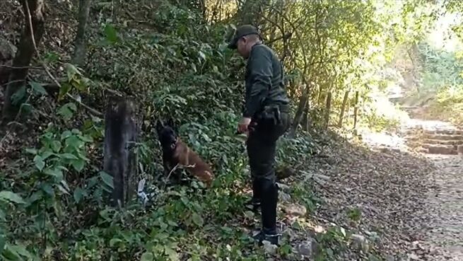 Olfato del canino 