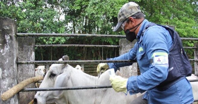 Vacunación contra fiebre aftosa alcanza el 99 % de cobertura