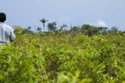 Abren convocatoria en el Catatumbo para que las familias reemplacen cultivos ilícitos