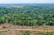Para Minambiente, Colombia avanza en la lucha contra la deforestación con una reducción acumulada del 40 %