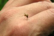 No hay reportes de muertes por dengue en Cesar, confirma gobierno departamental