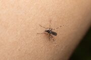 Según gobierno del Cesar, cifras de casos de dengue han disminuido