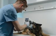 El cáncer en animales de compañía es más común de lo que parece: claves para su detección y cuidado