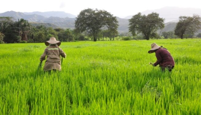 MinAgricultura publica, para comentarios, la resolución de apoyo a la comercialización del arroz
