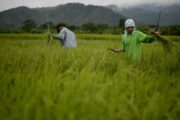 El gremio del arroz alcanzó un acuerdo con el gobierno de Petro para levantar el paro arrocero