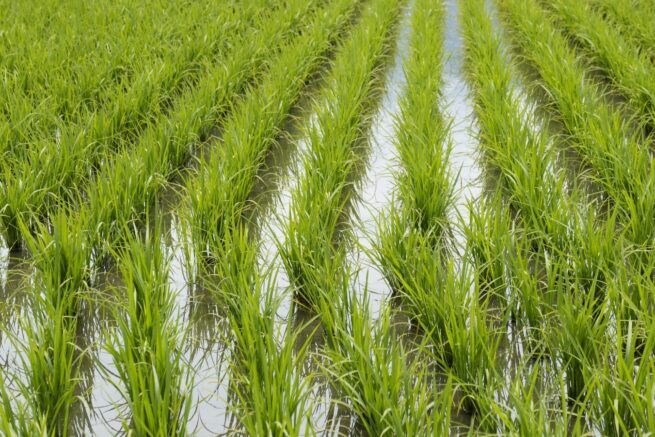 El Consejo Nacional del Arroz sesionará el 2 de abril