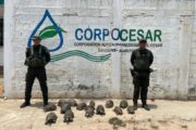 En Aguachica, la Policía Ambiental incautó 15 morrocoyes en peligro de extinción