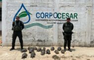 En Aguachica, la Policía Ambiental incautó 15 morrocoyes en peligro de extinción