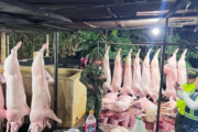 Tres capturados en Valledupar por sacrificio ilegal de  porcinos