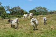 Colombia se une al Grupo de Expertos de la OMSA para el control del Gusano Barrenador del Ganado