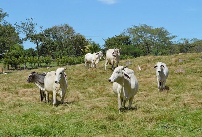 Colombia se une al Grupo de Expertos de la OMSA para el control del Gusano Barrenador del Ganado