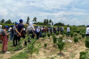 Nuevas variedades en hortalizas para que productores mejoren sus sistemas productivos