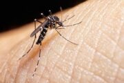 Presidente Petro anuncia emergencia económica por brote de fiebre amarilla