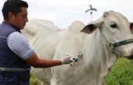 Del 5 de mayo al 21 de junio de 2025 se realizará el primer ciclo de vacunación contra la fiebre aftosa y brucelosis bovina