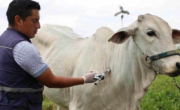 Del 5 de mayo al 21 de junio de 2025 se realizará el primer ciclo de vacunación contra la fiebre aftosa y brucelosis bovina