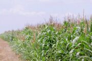 Agricultores del Cesar deben velar por la siembra del refugio en cultivos Bt esta temporada