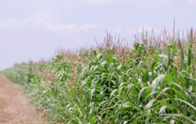 Agricultores del Cesar deben velar por la siembra del refugio en cultivos Bt esta temporada