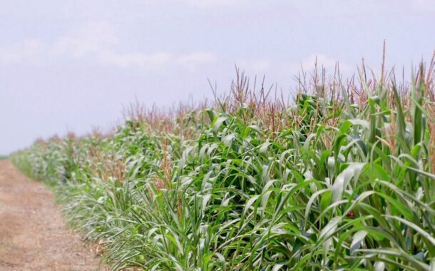 Agricultores del Cesar deben velar por la siembra del refugio en cultivos Bt esta temporada