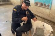 UNDMO de la Policía entregó alimentos a fundación protectora de animales en Valledupar