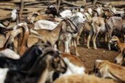 El ICA levantó la emergencia sanitaria por brote de carbunco bacteridiano en La Guajira