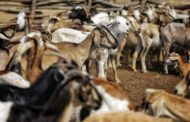 El ICA levantó la emergencia sanitaria por brote de carbunco bacteridiano en La Guajira