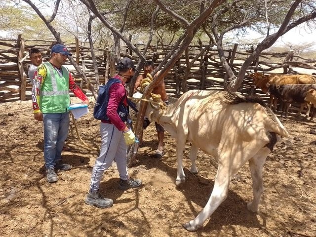 Hacen seguimiento al primer ciclo de vacunación en comunidades indígenas de la Alta Guajira