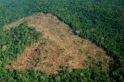 MinAmbiente anuncia plan contra la deforestación