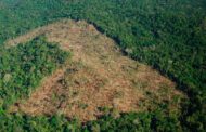 MinAmbiente anuncia plan contra la deforestación