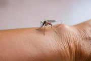 La fiebre amarilla es un brote que alerta sobre la crisis ambiental y sanitaria en el país, afirman expertos