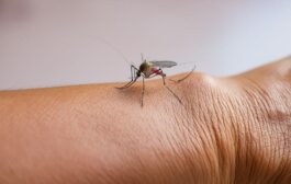 La fiebre amarilla es un brote que alerta sobre la crisis ambiental y sanitaria en el país, afirman expertos