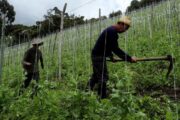 Habilitados cerca de $ 180 mil millones para subsidiar tasas de interés y entregar incentivos para la inversión en el campo