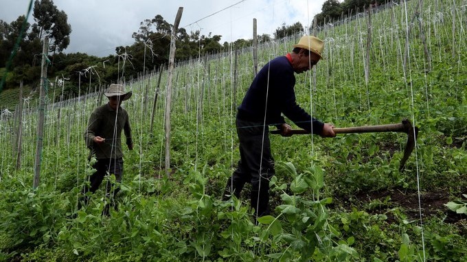 Habilitados cerca de $ 180 mil millones para subsidiar tasas de interés y entregar incentivos para la inversión en el campo