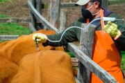 Vacunación contra fiebre aftosa, brucelosis bovina y rabia de origen avanza en 61.1 %