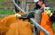 Vacunación contra fiebre aftosa, brucelosis bovina y rabia de origen avanza en 61.1 %