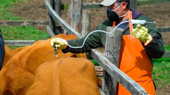 Vacunación contra fiebre aftosa, brucelosis bovina y rabia de origen avanza en 61.1 %