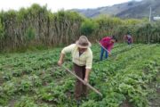 Hay alerta sobre profunda desigualdad que enfrentan las mujeres campesinas y rurales en Colombia
