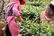 Mujeres rurales del Cesar serán beneficiarias con las convocatorias para el fortalecimiento productivo