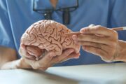 ¿La inteligencia artificial está atrofiando nuestro cerebro? Varios expertos nos responden