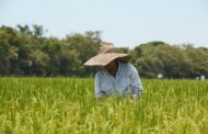 Alerta en el sector arrocero por nueva disminución en el precio al productor